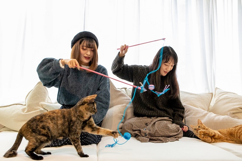 play with cat