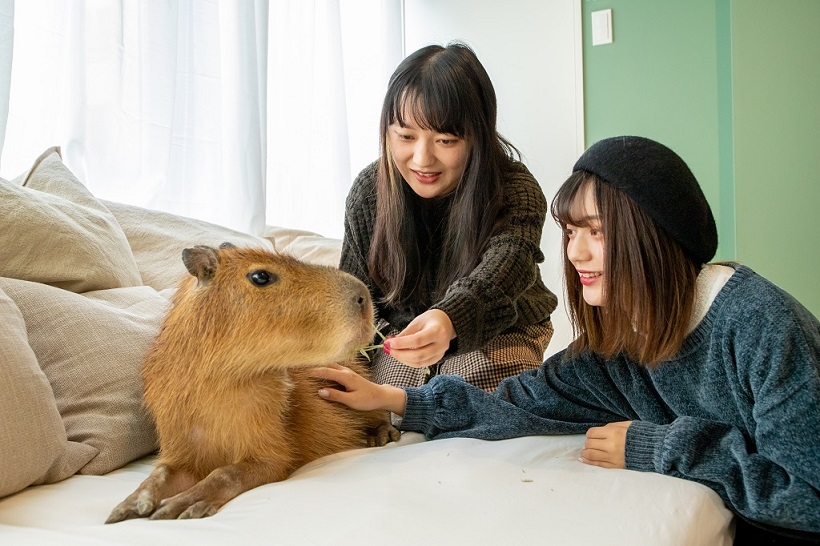 Admire the capybara